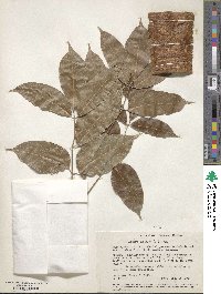 Bursera simaruba image