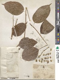 Bursera simaruba image