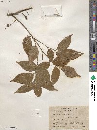 Bursera simaruba image