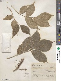 Bursera simaruba image