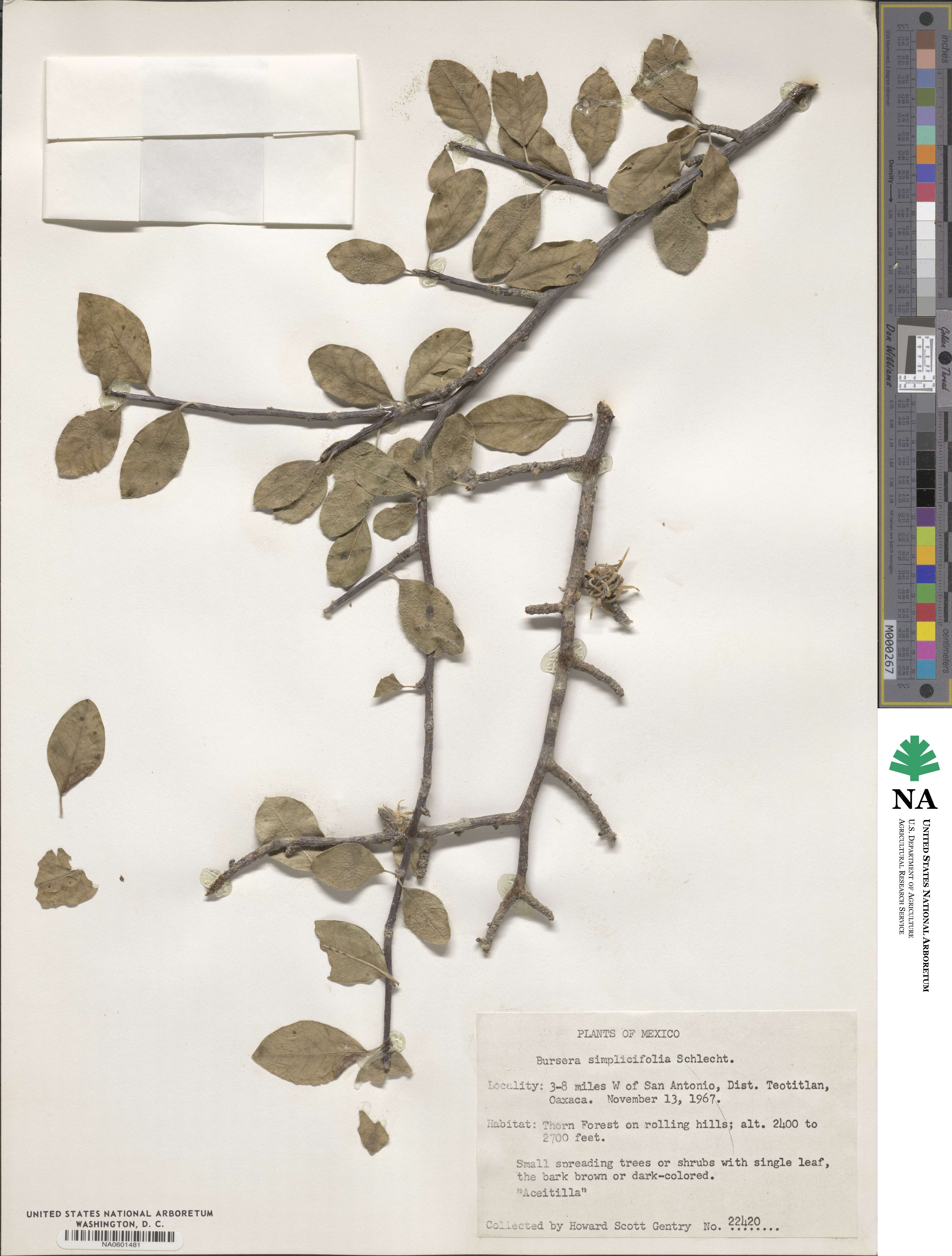 Bursera lunanii image