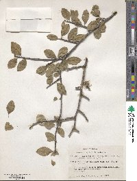 Image of Bursera lunanii