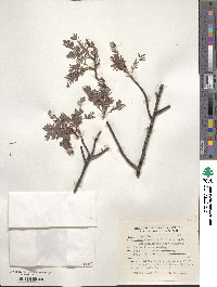 Bursera morelensis image