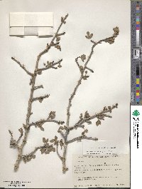 Bursera odorata image