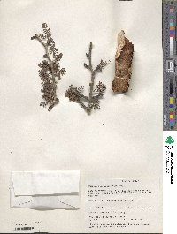 Bursera microphylla image