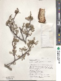 Bursera microphylla image