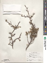 Bursera microphylla image