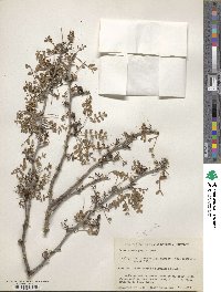 Bursera microphylla image