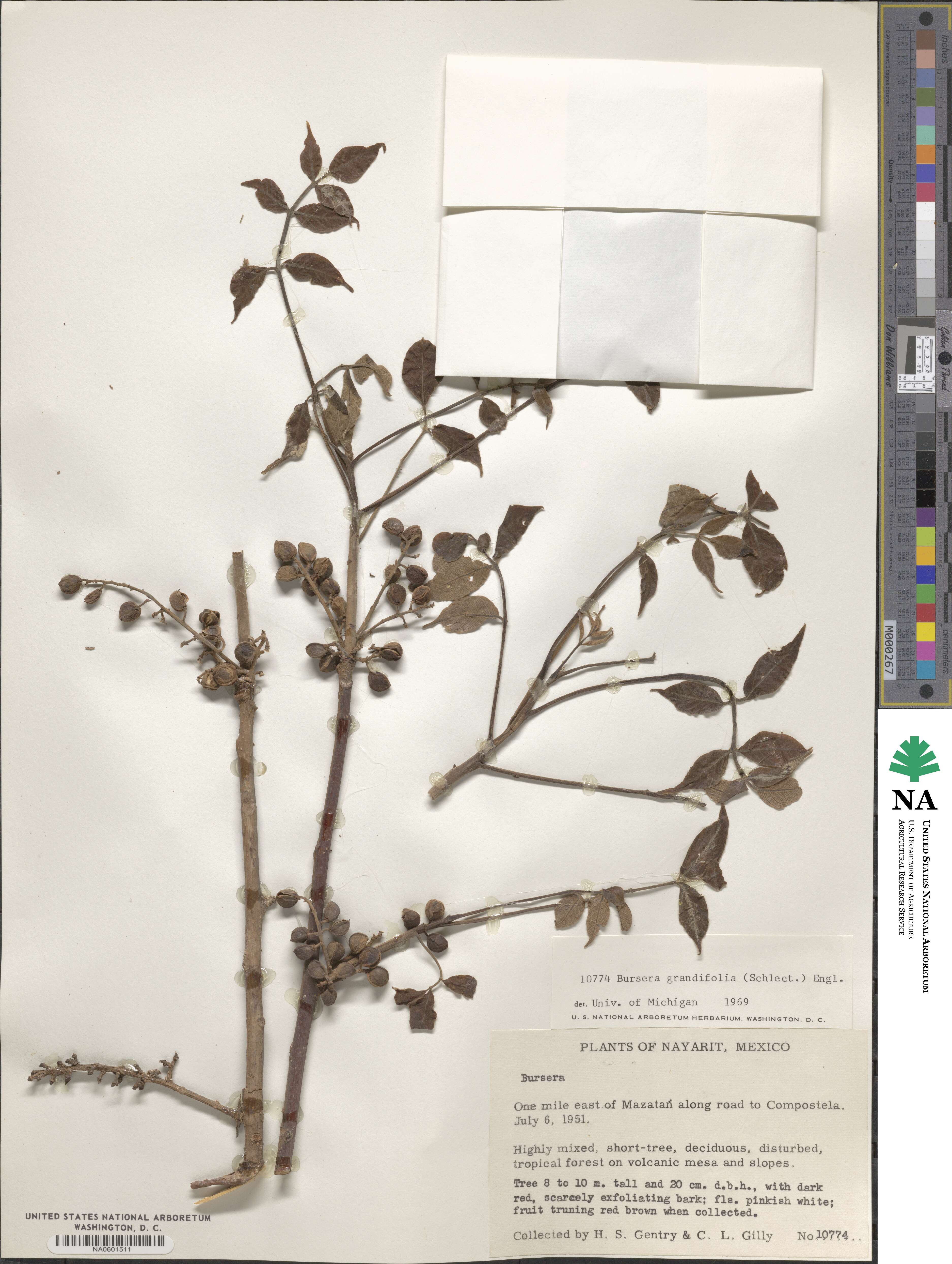 Bursera grandifolia image