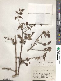 Bursera grandifolia image