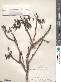 Image of Bursera grandifolia