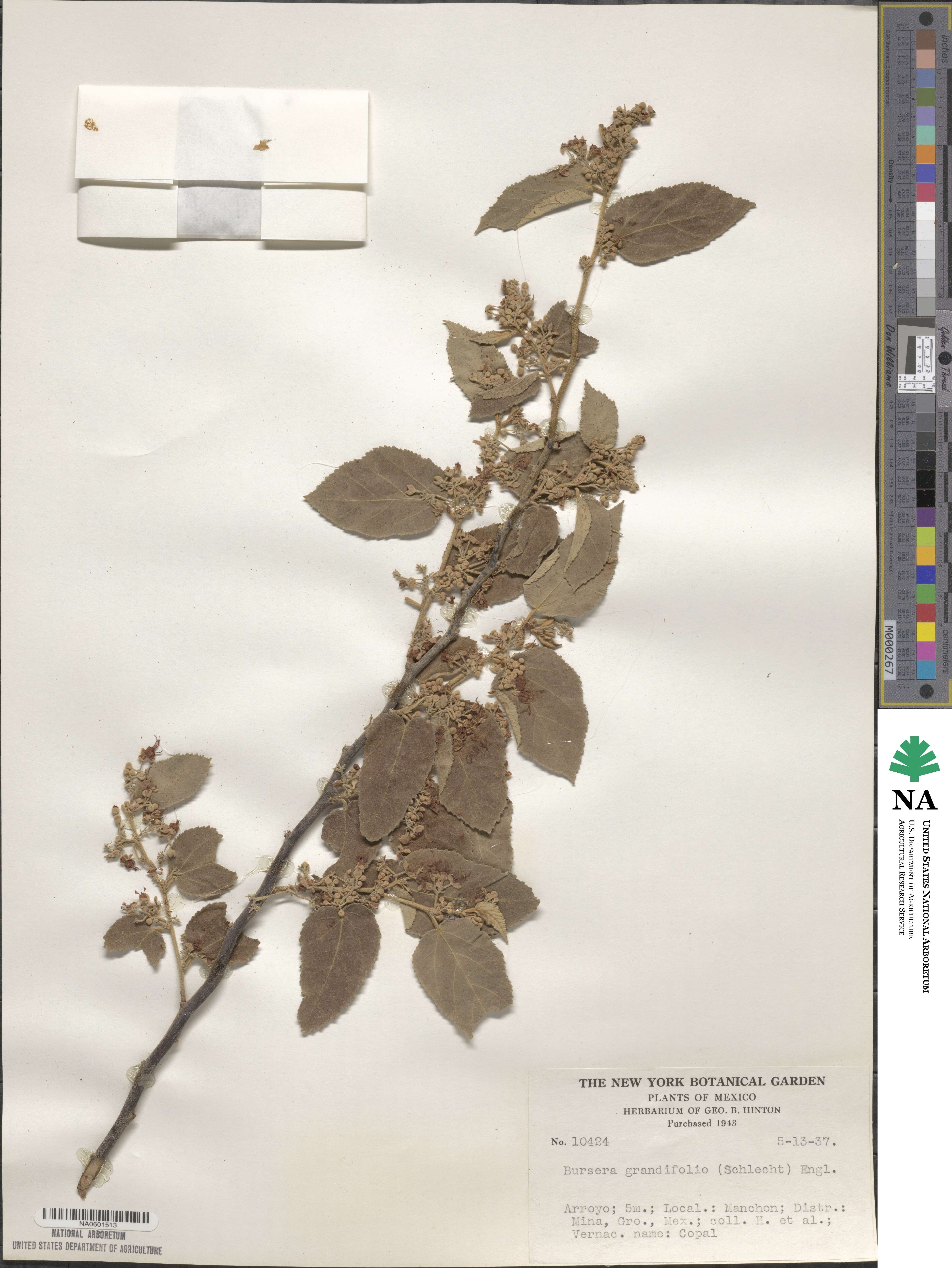 Bursera grandifolia image