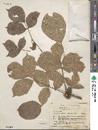 Bursera grandifolia image