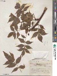 Bursera graveolens image