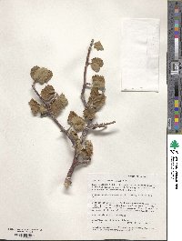 Image of Bursera hindsiana