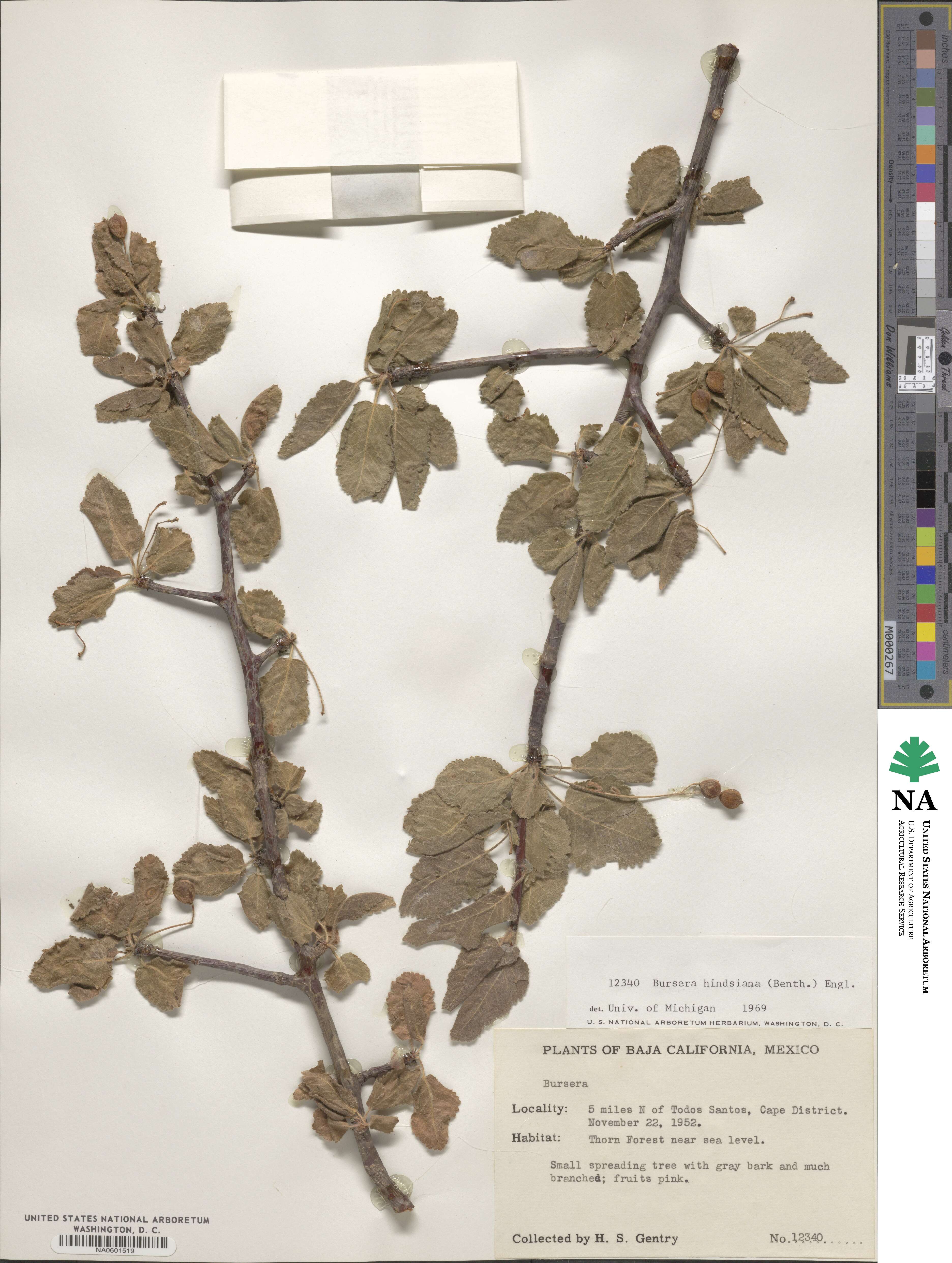 Bursera hindsiana image