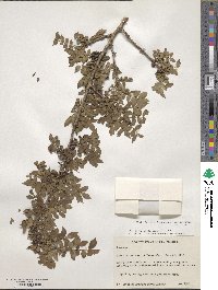 Bursera fagaroides image