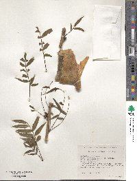 Image of Bursera confusa