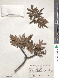 Image of Bursera cuneata