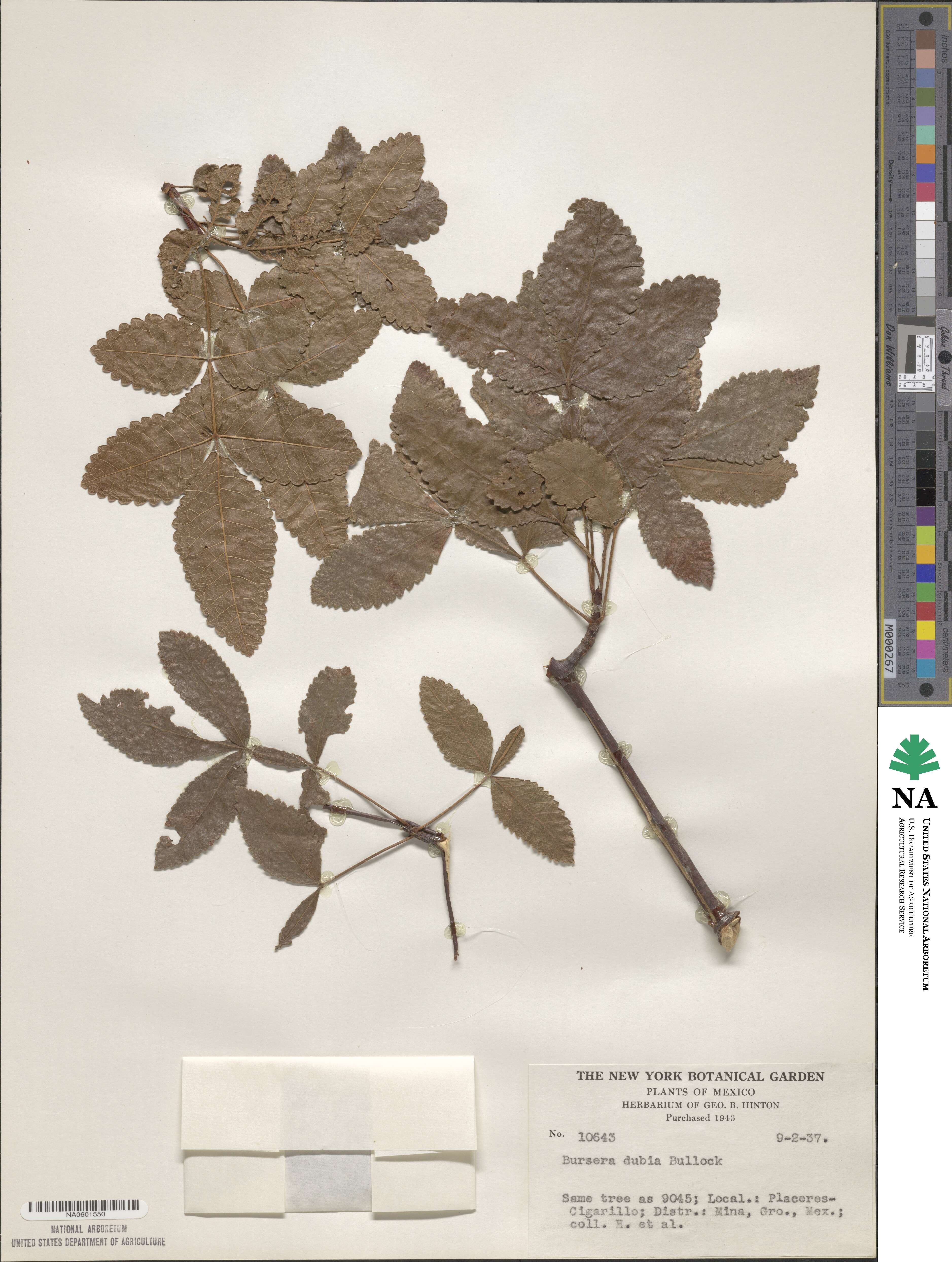 Bursera glabrifolia image