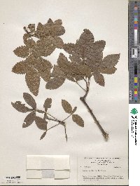 Bursera glabrifolia image