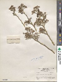 Bursera glabrifolia image