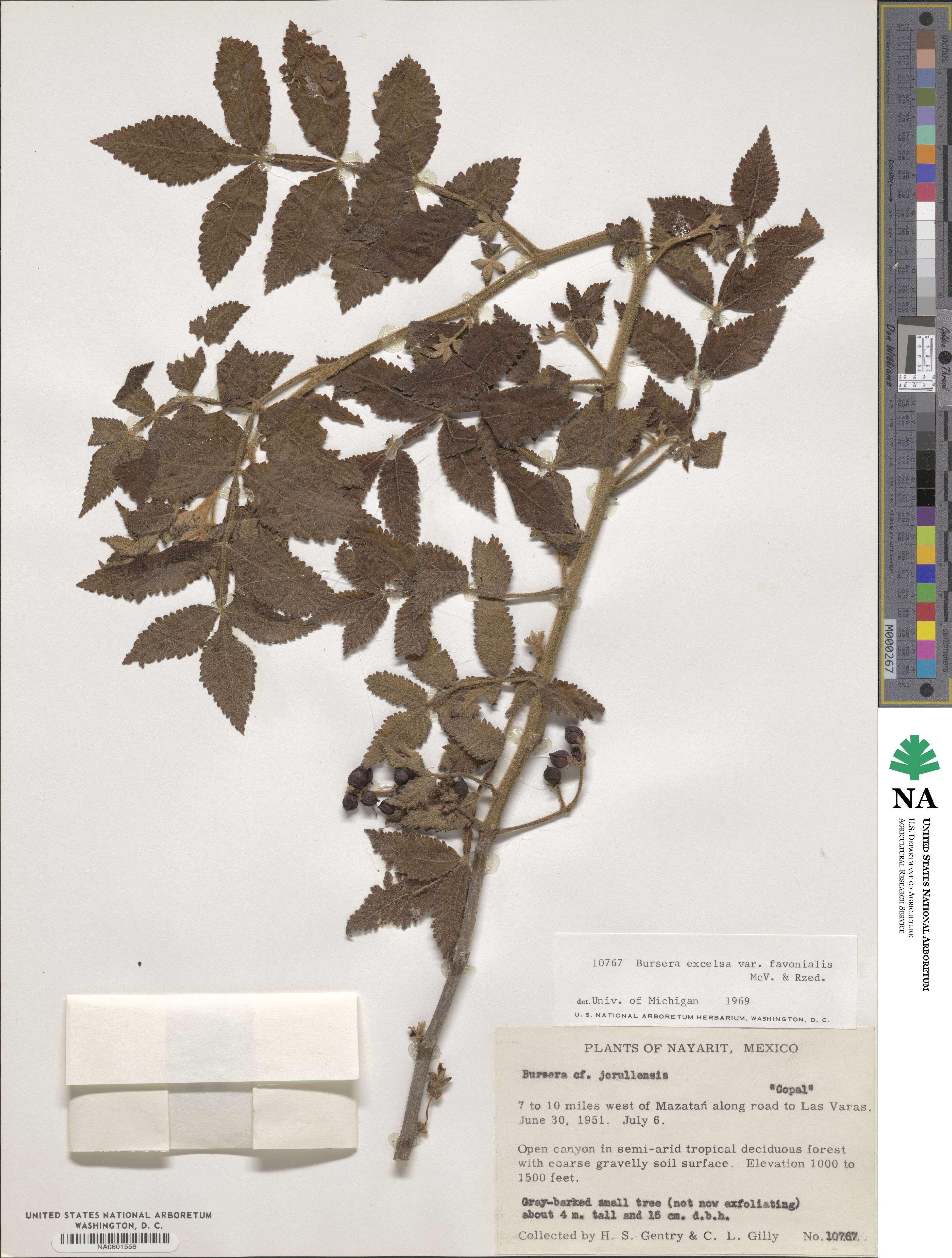 Bursera excelsa var. favonialis image