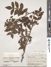 Bursera excelsa image