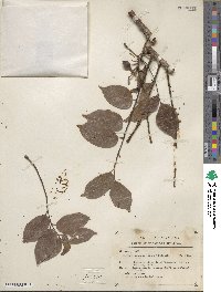 Image of Bursera arborea