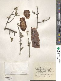 Image of Bursera arida