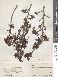 Image of Bursera bipinnata