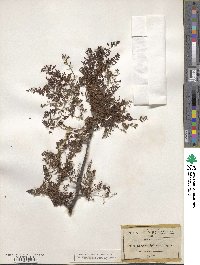 Bursera bipinnata image