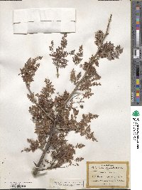 Bursera bipinnata image