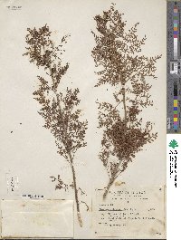 Bursera bipinnata image