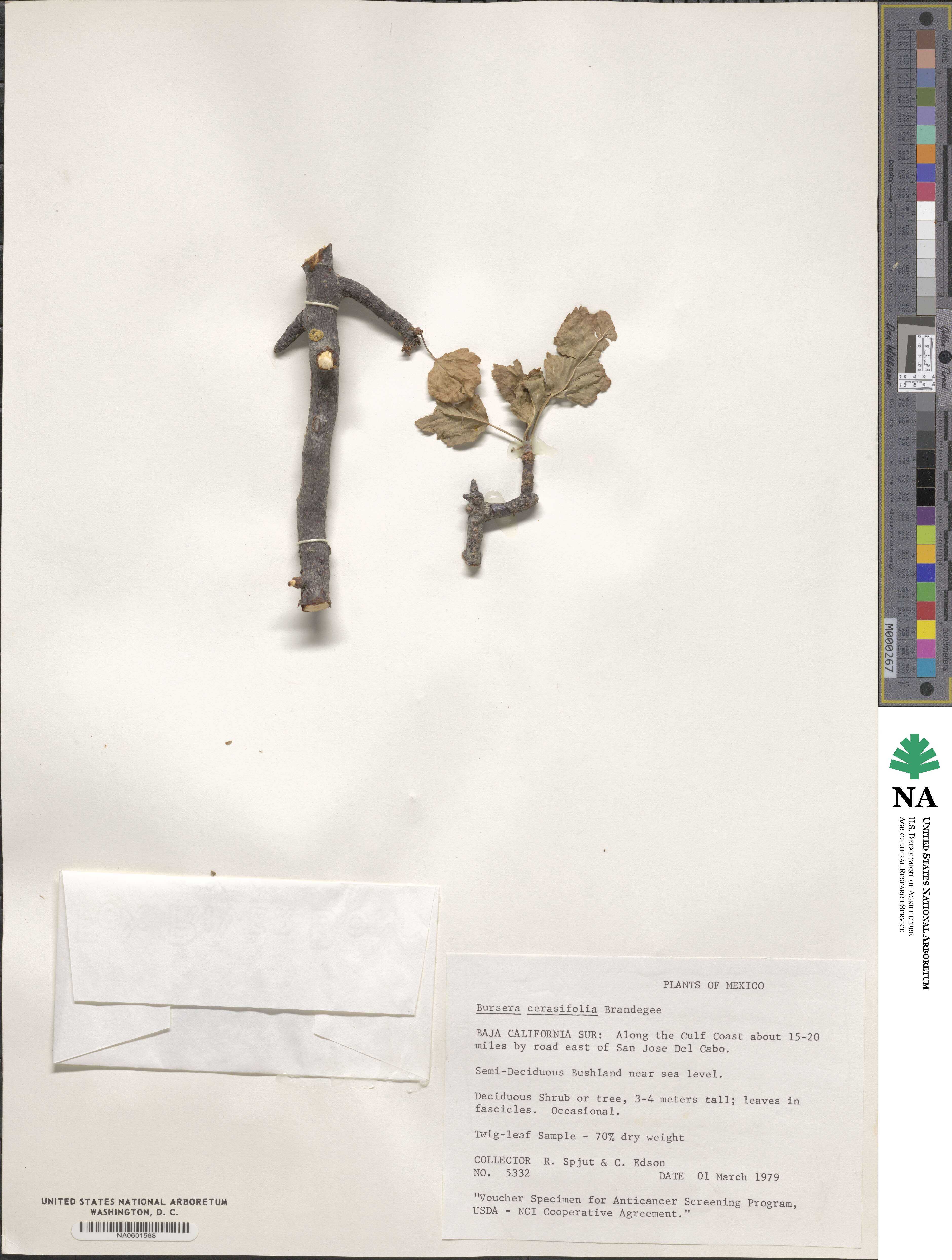 Bursera cerasifolia image