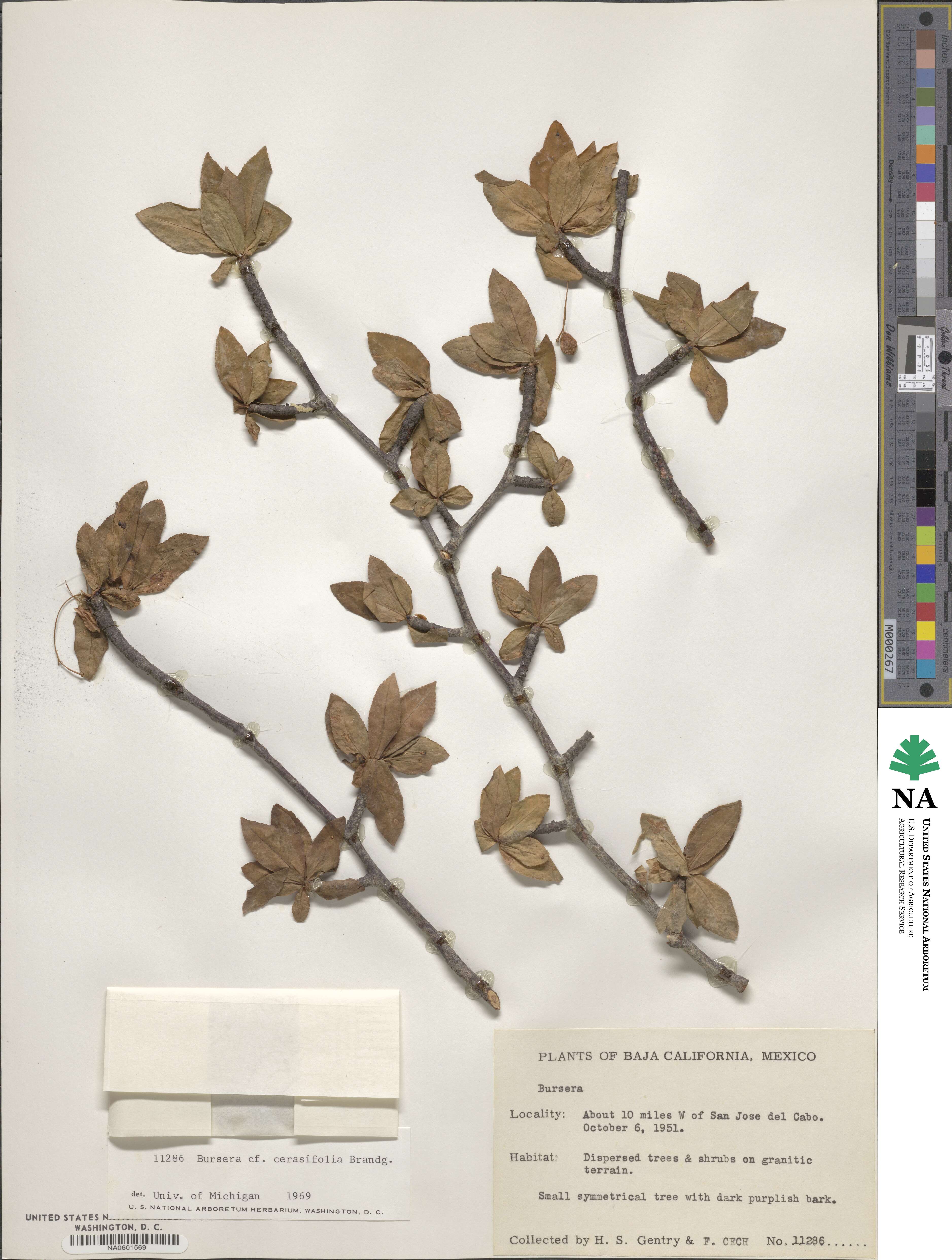 Bursera cerasifolia image