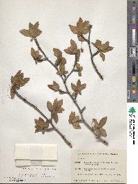 Bursera cerasifolia image