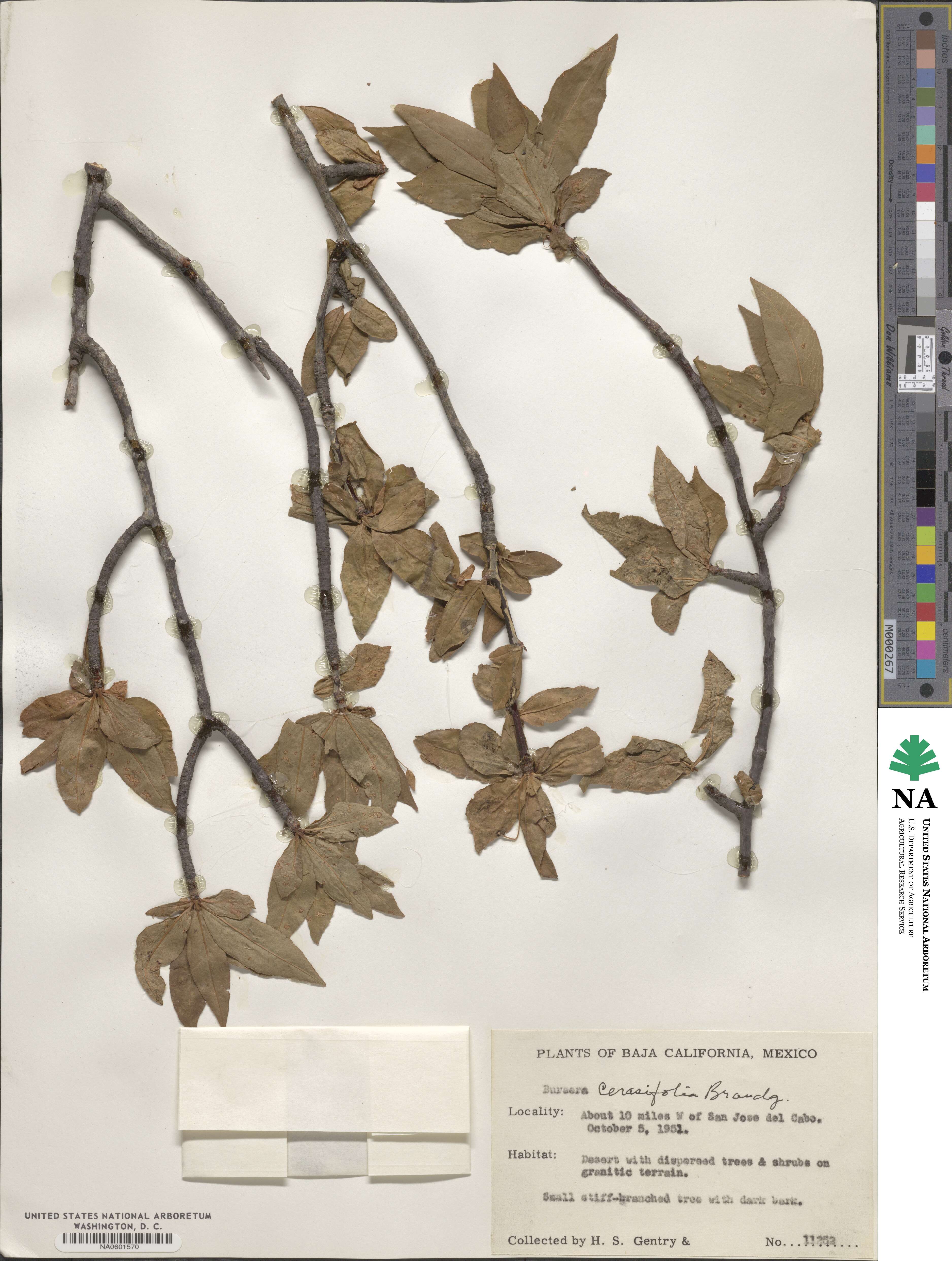 Bursera cerasifolia image