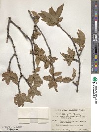 Bursera cerasifolia image