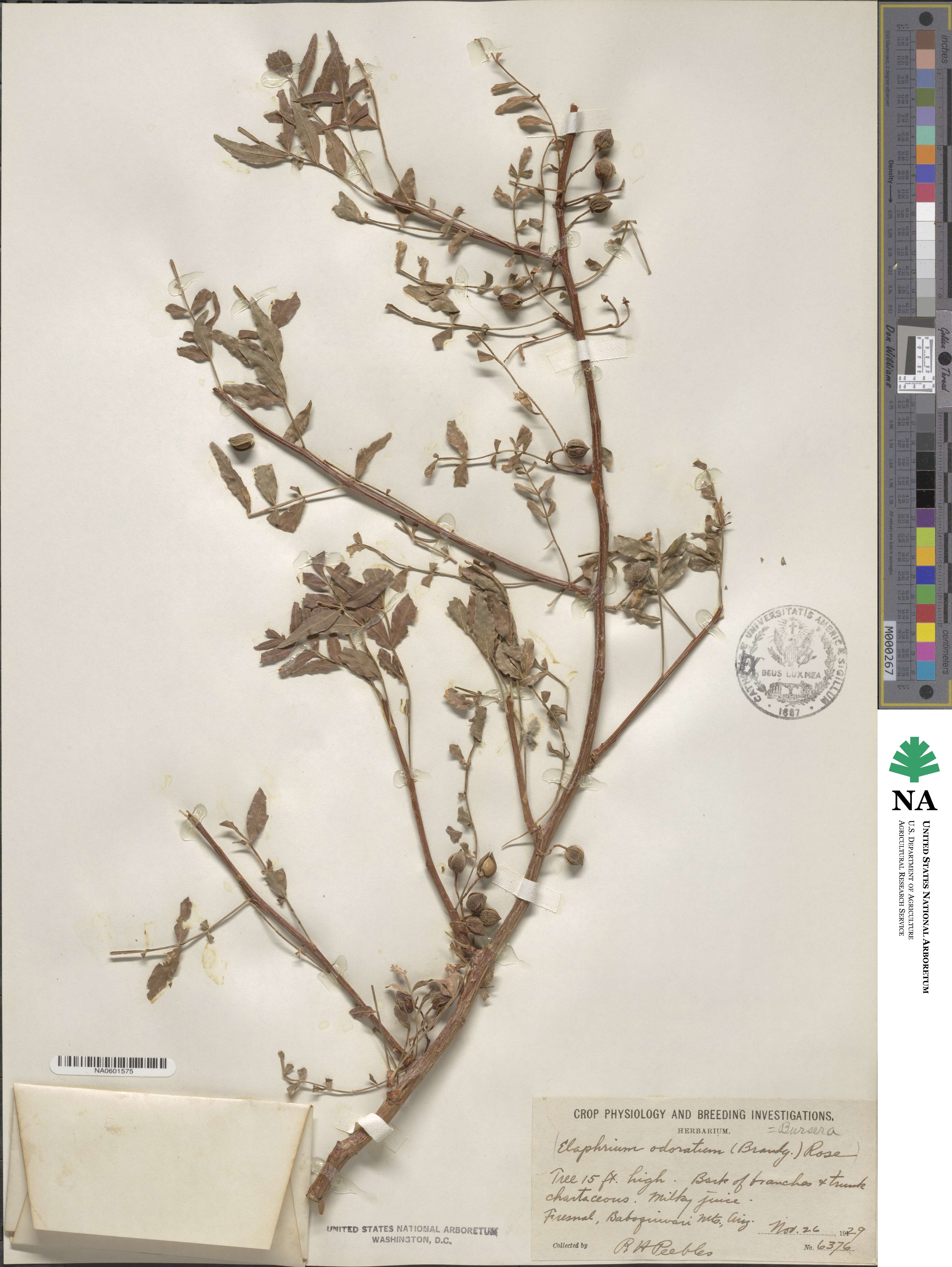 Bursera odorata image