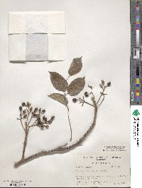 Bursera simaruba image