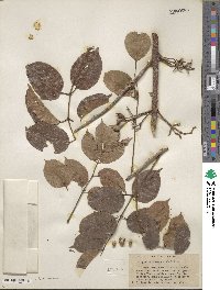 Bursera simaruba image