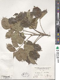 Bursera simaruba image