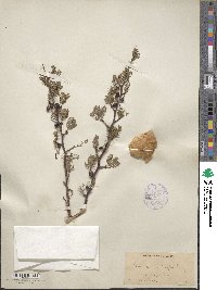 Bursera microphylla image