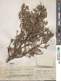 Bursera microphylla image