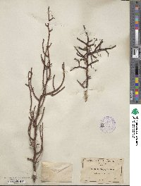 Bursera microphylla image