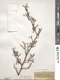 Bursera microphylla image