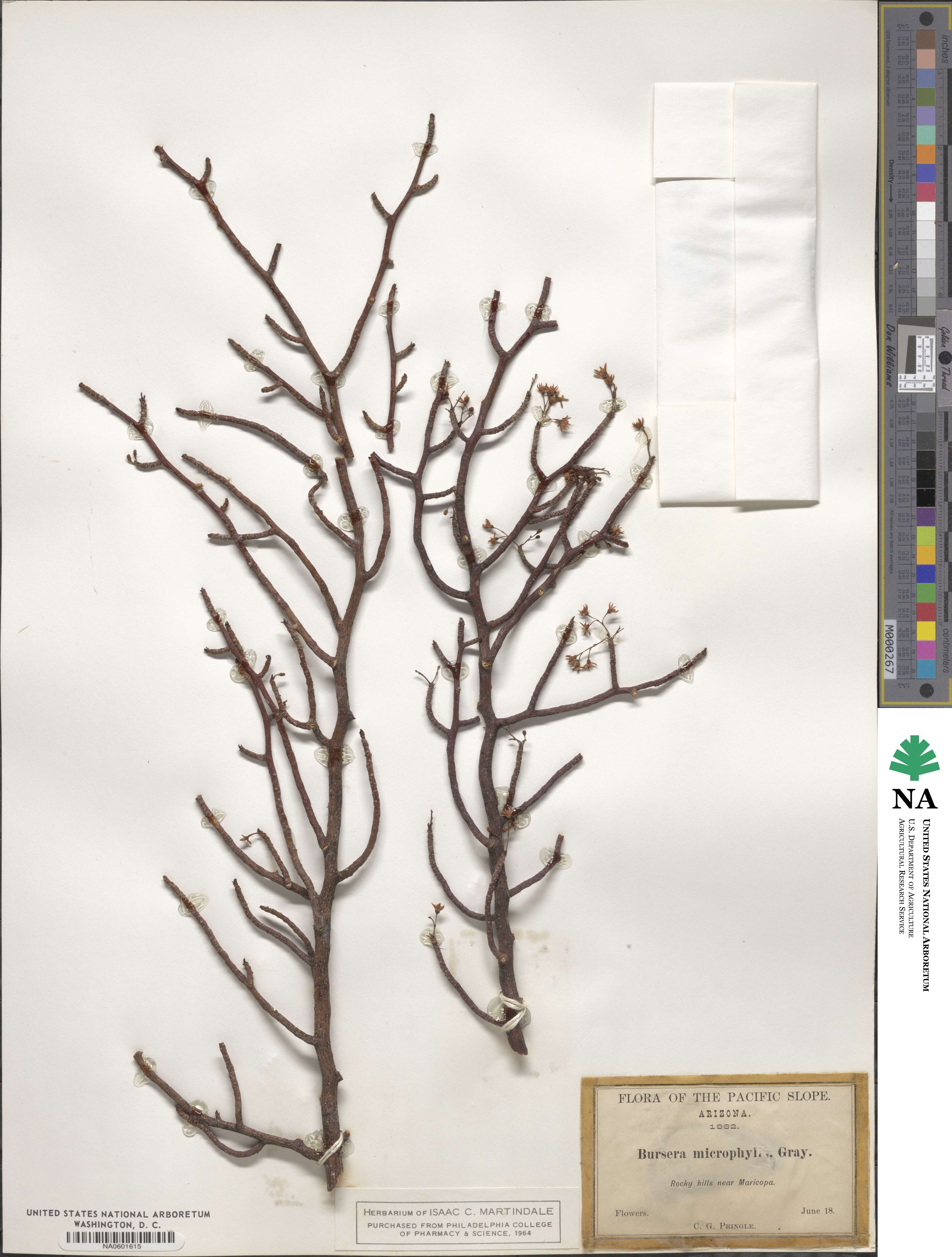 Bursera microphylla image