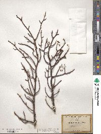 Bursera microphylla image