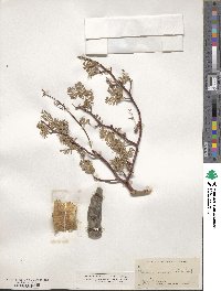 Bursera microphylla image